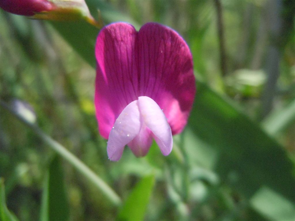 Lathyrus clymenum / Cicerchia porporina